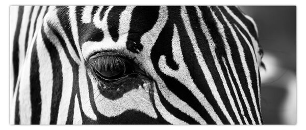 Zebra képe (120x50 cm)