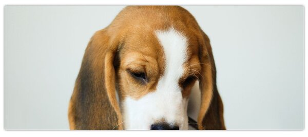 Beagle képe (120x50 cm)