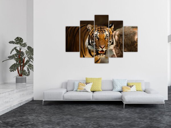 Tigris képe (150x105 cm)