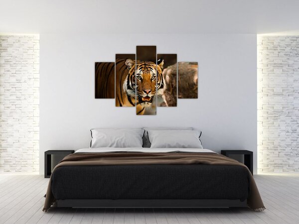 Tigris képe (150x105 cm)