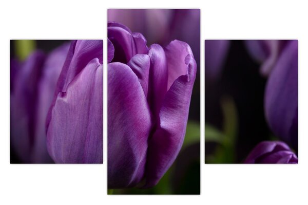 Tulipán vírág képe (90x60 cm)