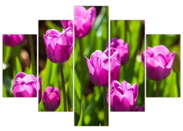 Tulipánok a réten képe (150x105 cm)
