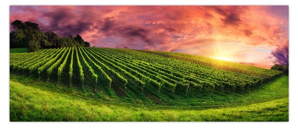 Szőlőskert és a színes égbolt képe (120x50 cm)