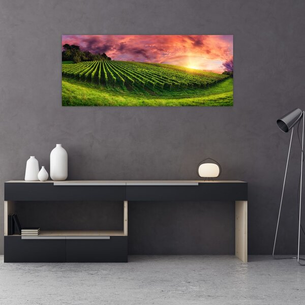 Szőlőskert és a színes égbolt képe (120x50 cm)