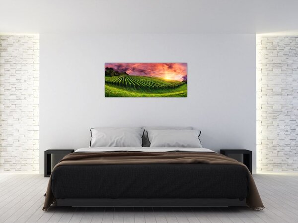 Szőlőskert és a színes égbolt képe (120x50 cm)
