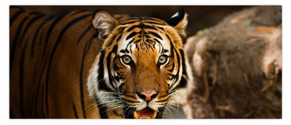 Tigris képe (120x50 cm)