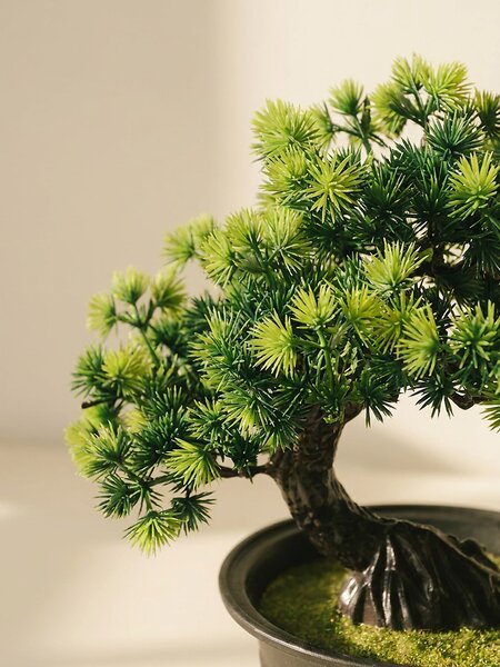 Sinsay - Dekoratív bonsai növény cserépben - zöld