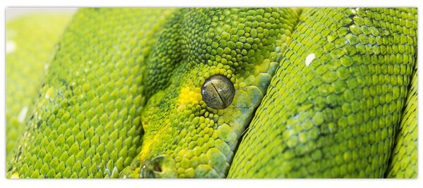 Kígyó képe (120x50 cm)