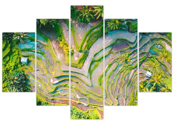 A rizsföldek képe madártávlatból (150x105 cm)