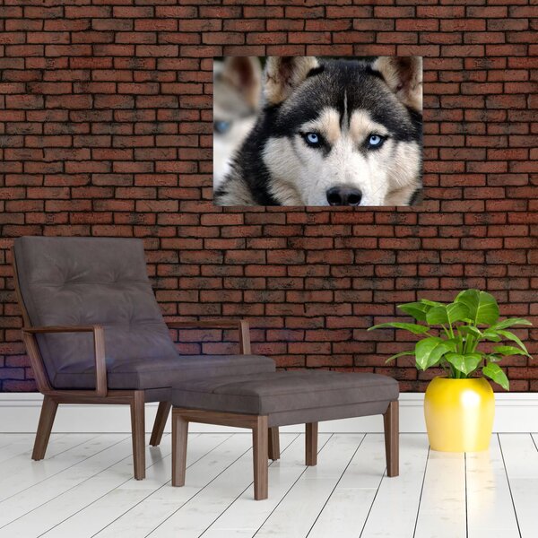 Husky kutya kép (70x50 cm)