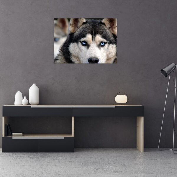 Husky kutya kép (70x50 cm)
