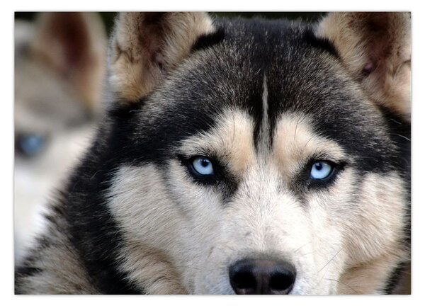 Husky kutya kép (70x50 cm)