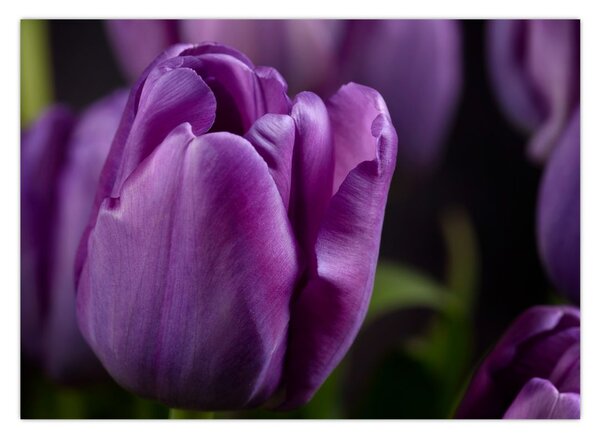Tulipán vírág képe (70x50 cm)