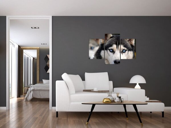 Husky kutya kép (90x60 cm)