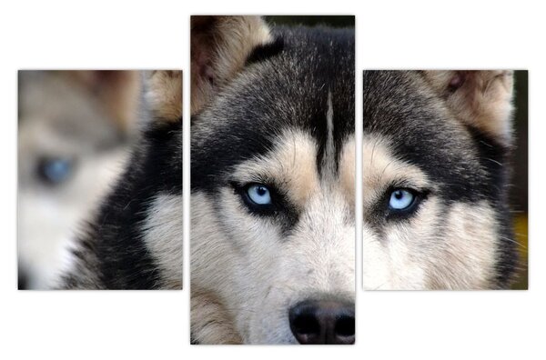 Husky kutya kép (90x60 cm)