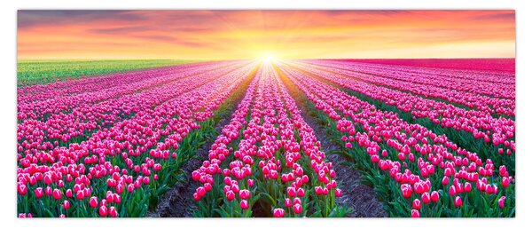 Tulipán mező és a nap képe (120x50 cm)