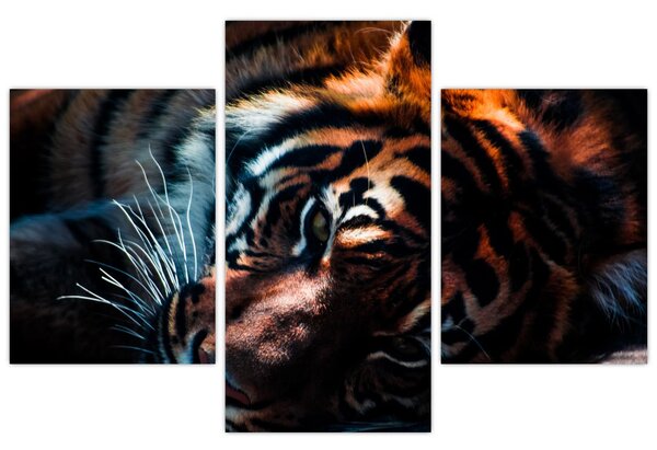 Egy fekvő tigris képe (90x60 cm)