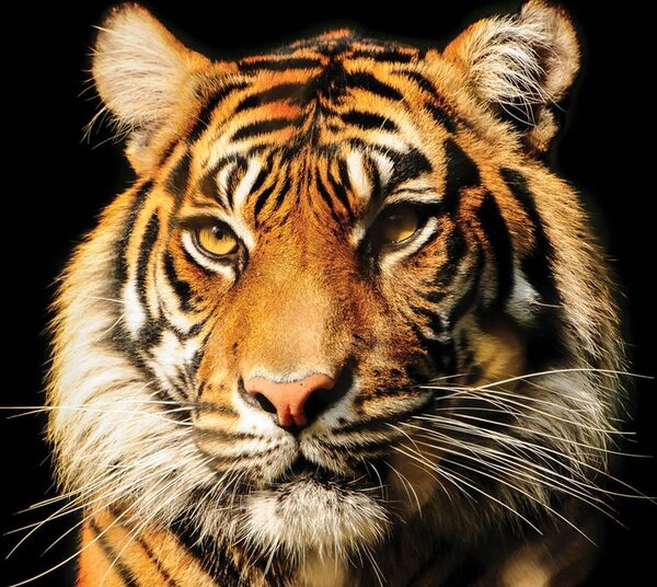 Fotótapéta - Fenséges tigris (152,5x104 cm)