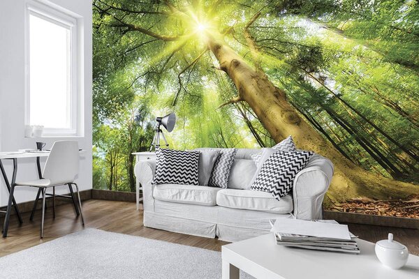 Fotótapéta - Fa napfényben (152,5x104 cm)