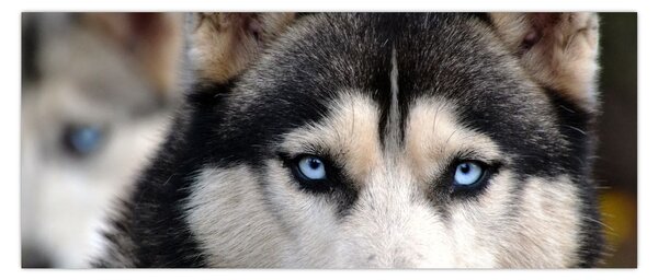 Husky kutya kép (120x50 cm)