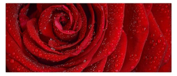 Kép - részlet a rózsáról (120x50 cm)