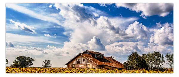Napraforgó mező képe (120x50 cm)