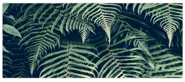 A páfrány levelek képe (120x50 cm)