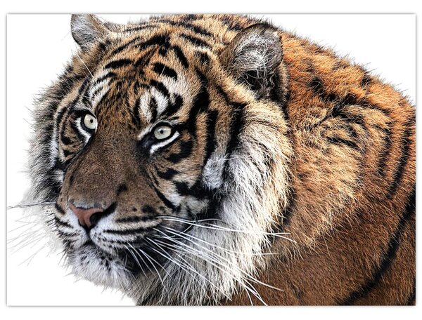 Tigris képe (70x50 cm)