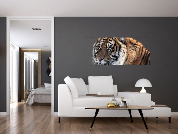 Tigris képe (120x50 cm)
