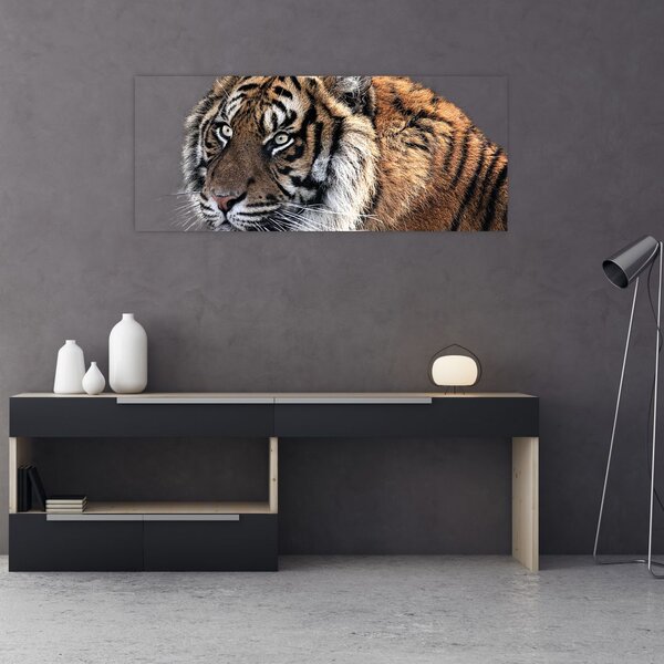 Tigris képe (120x50 cm)