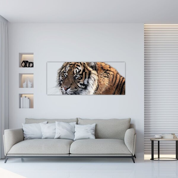 Tigris képe (120x50 cm)