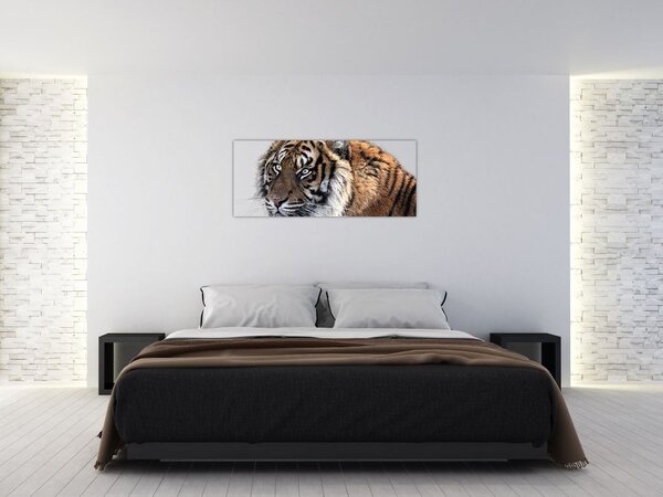 Tigris képe (120x50 cm)