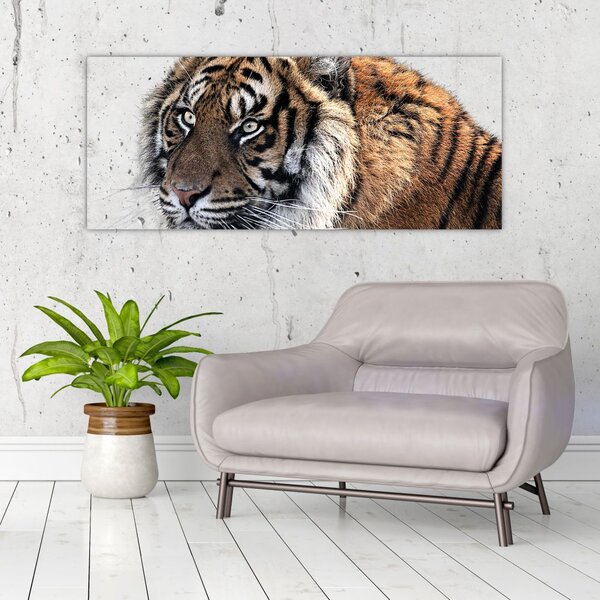 Tigris képe (120x50 cm)