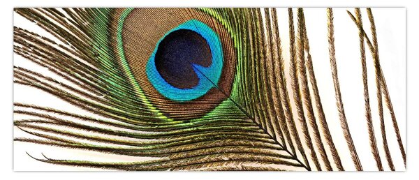 Pávatoll képe (120x50 cm)