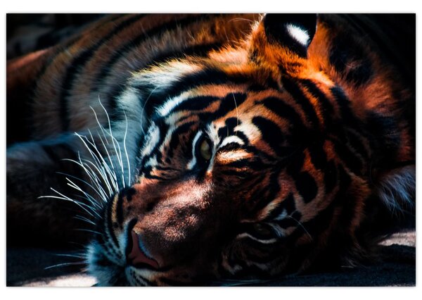 Egy fekvő tigris képe (90x60 cm)