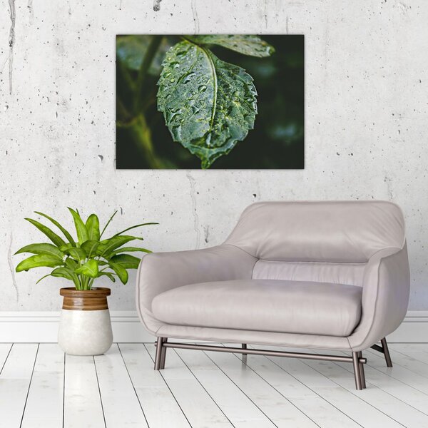 Kép - cseppek a levelen (70x50 cm)