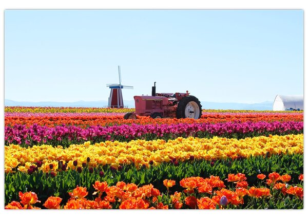 Tulipánfarm képe (90x60 cm)