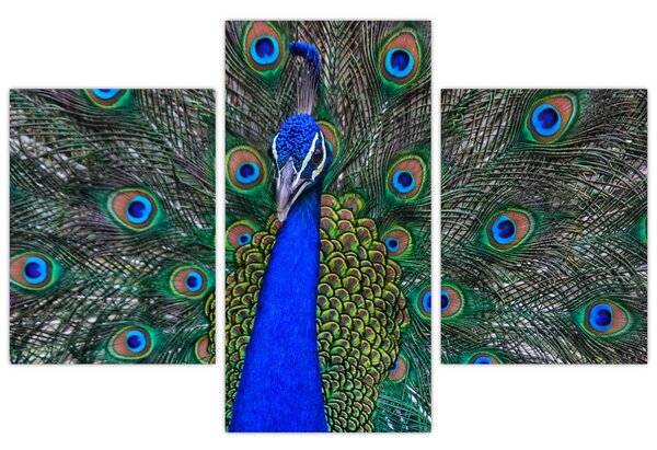 Kép - Páva (90x60 cm)