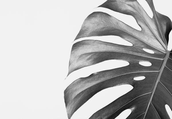 Fotótapéta - Levelek (152,5x104 cm)