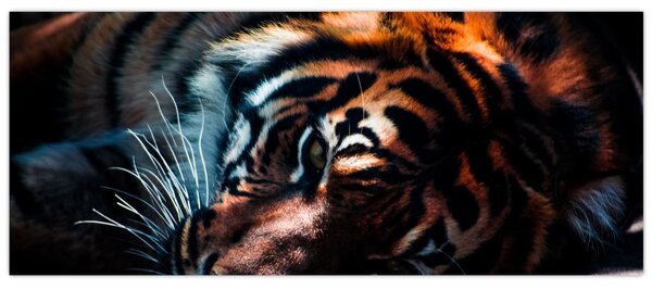 Egy fekvő tigris képe (120x50 cm)
