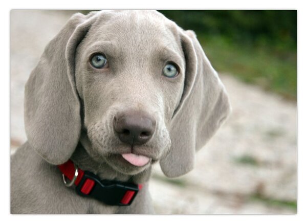 Kép - weimaraner kölyökkutya (70x50 cm)