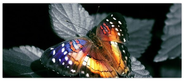 Pillangó képe (120x50 cm)