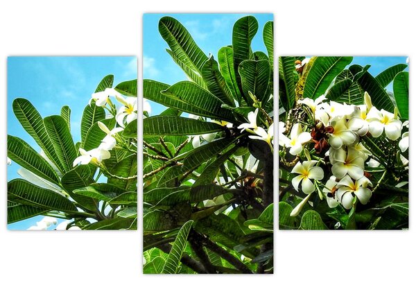 Kép - Plumeria (90x60 cm)