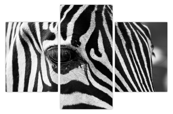 Zebra képe (90x60 cm)