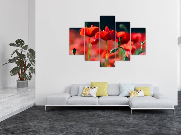 Kép - pipacsok (150x105 cm)