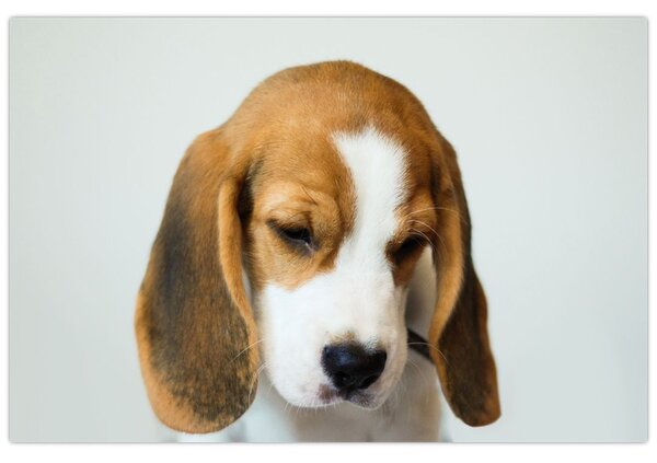 Beagle képe (90x60 cm)