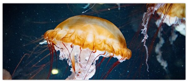 Medúza képe (120x50 cm)