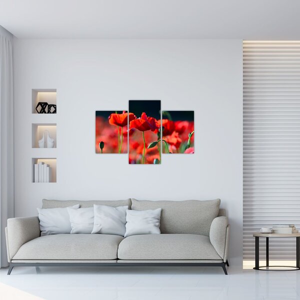 Kép - pipacsok (90x60 cm)