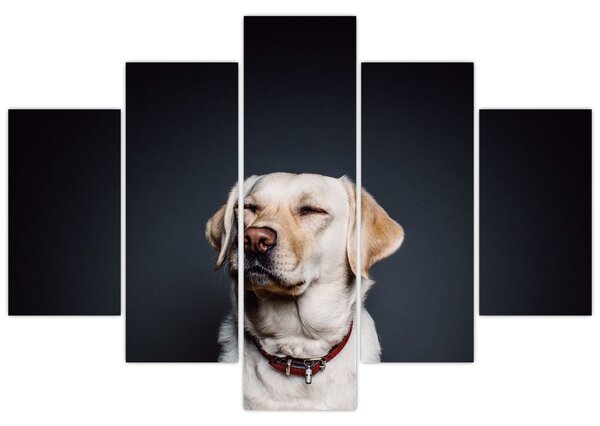 Labrador képe (150x105 cm)
