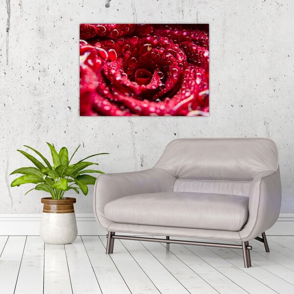 Vörös rózsa virágzata képe (70x50 cm)